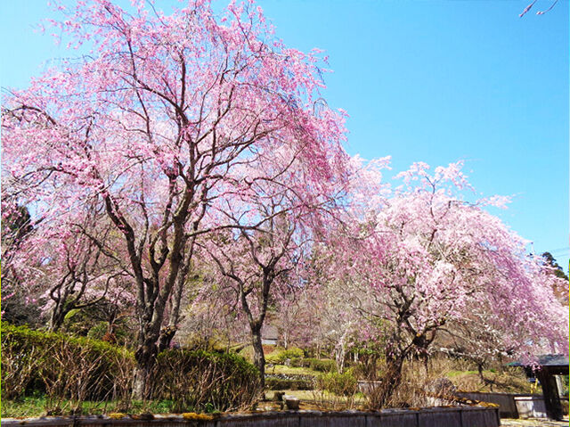さくら・サクラ・桜が満開～❀【第4弾】