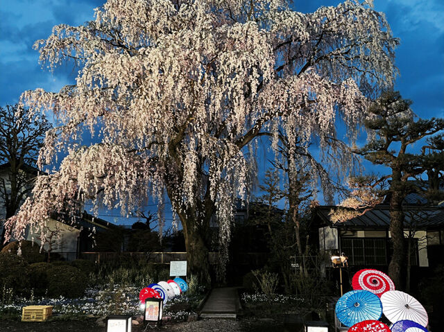 【矢板市】100年の時を超えた美しさ！矢板武を偲ぶ桜のライトアップ（矢板武記念館）