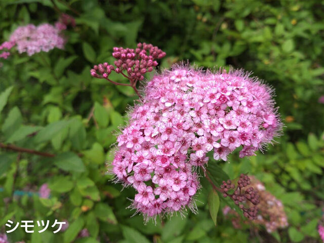 【栃木市】四季折々の花々が織りなす鮮やかな風景（花之江の郷）