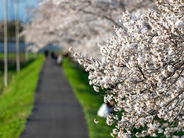 【壬生町】桜並木と菜の花が織りなす夢の風景（壬生町東雲公園）