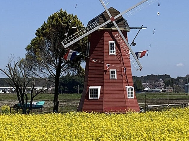 【高根沢町】風車と菜の花畑のコラボが美しい！（オランダ村）