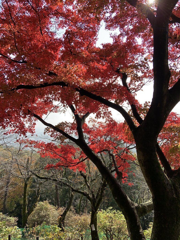 太平山県立自然公園 栃木市の公園・山岳|栃ナビ!