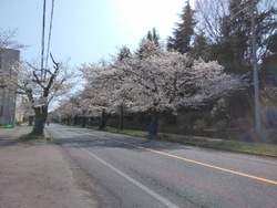 さくら通りの桜...