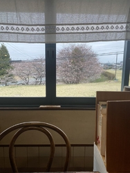 窓から見える桜...