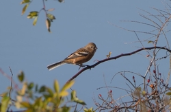 野鳥観察によく...