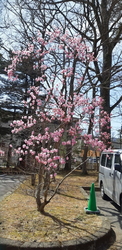 桜がきれいに咲...