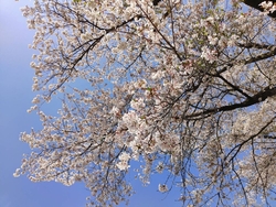 桜の季節に初め...