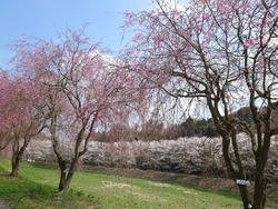 今年も桜がキレ...