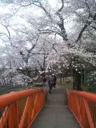 桜の季節は最高...