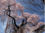 2024 日光桜回遊～古の桜を眺めよう