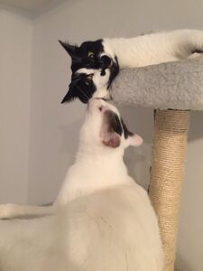 ももくり
