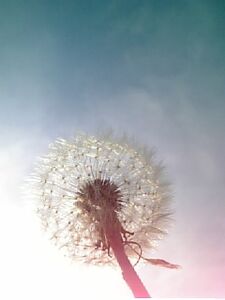 Sky's Flower