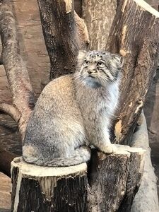 マヌルネコ