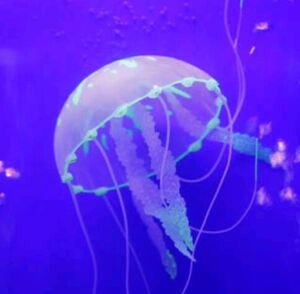 Je||yfish
