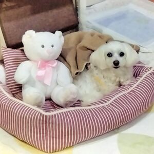 キドっち