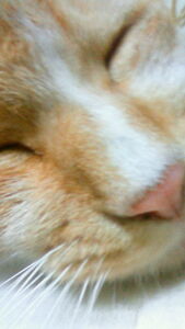 shara＊