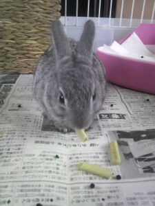月うさぎ