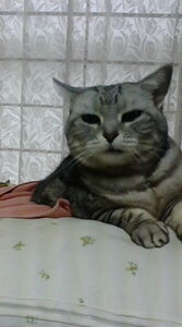 オクメク