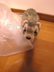 楓ママ