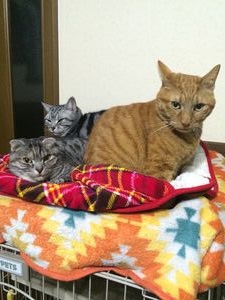 まだらん