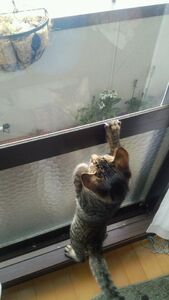 ハヂメ