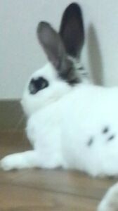 じろこ