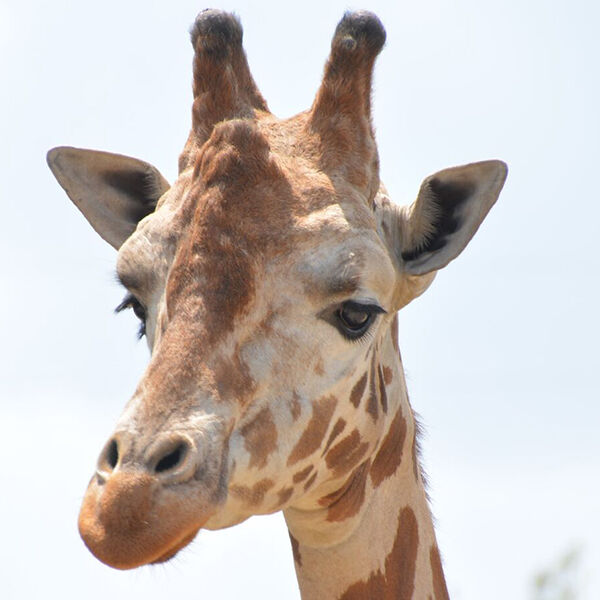 【宇都宮動物園周辺】しっかり美味しい！大満足ランチ