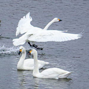 冬の風物詩「白鳥飛来地」★栃木県内で白鳥が見られるスポット5選