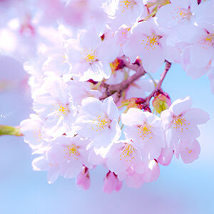 お花見気分♪お食事をしながら桜を楽しめるお店11選