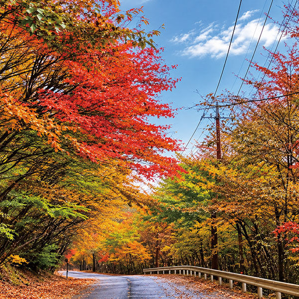 【矢板・さくらドライブ】紅葉・絶景・グルメを楽しむ秋めぐり25選