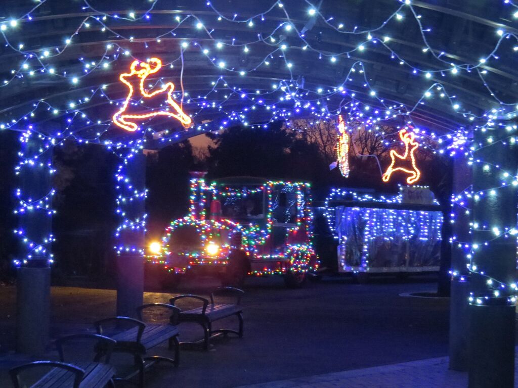 クリスマスイルミネーション22in わんぱく公園虹の広場 イルミネーション 壬生町 栃ナビ