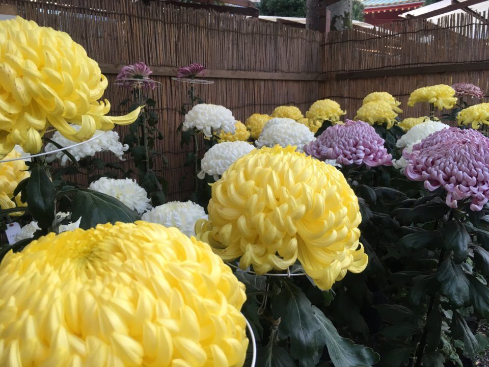 栃木の花特集 花の名所 季節の花 クチコミをご紹介 栃ナビ