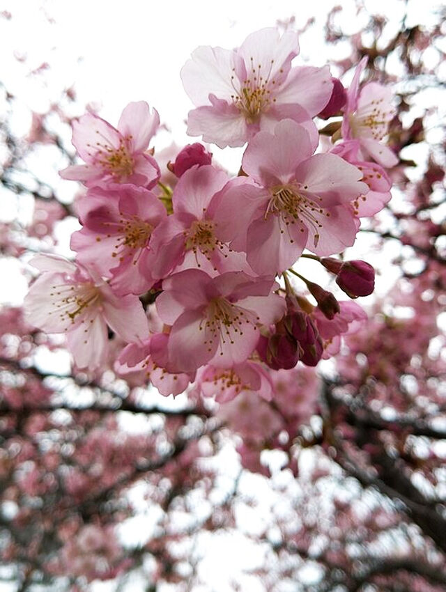 シーグラス 春の桜うさぎ とんでもなく