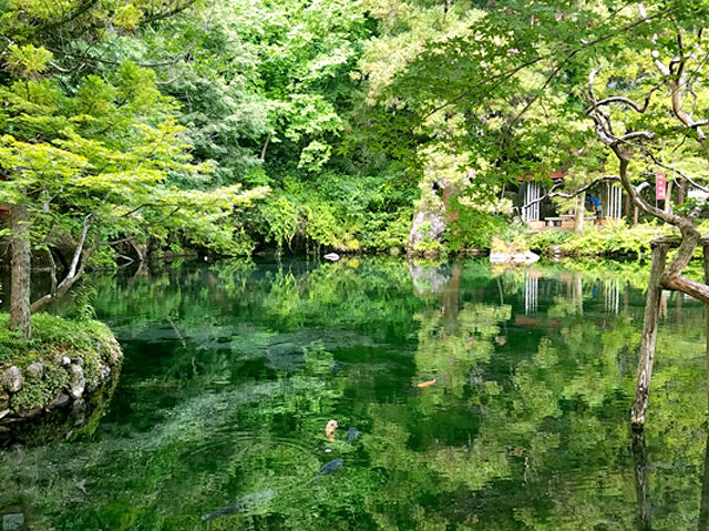 出流原弁天池（佐野）