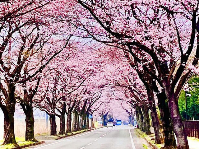 さくら・サクラ・桜が満開～❀【第1弾】