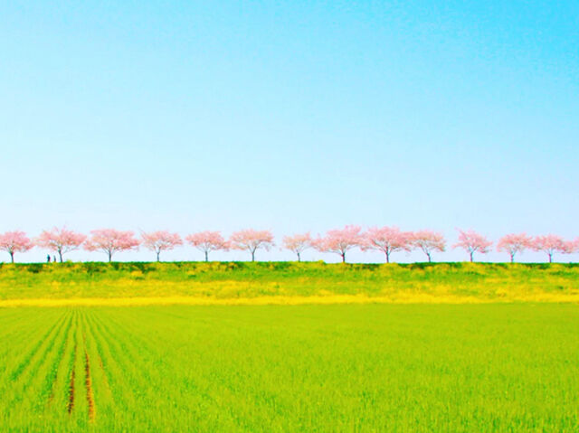 さくら・サクラ・桜が満開～❀【第3弾】