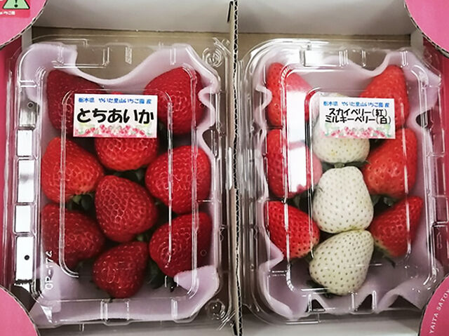 【矢板市】この時期絶対喜んでくれる手土産と言えば《いちご》（やいた里山いちご園）