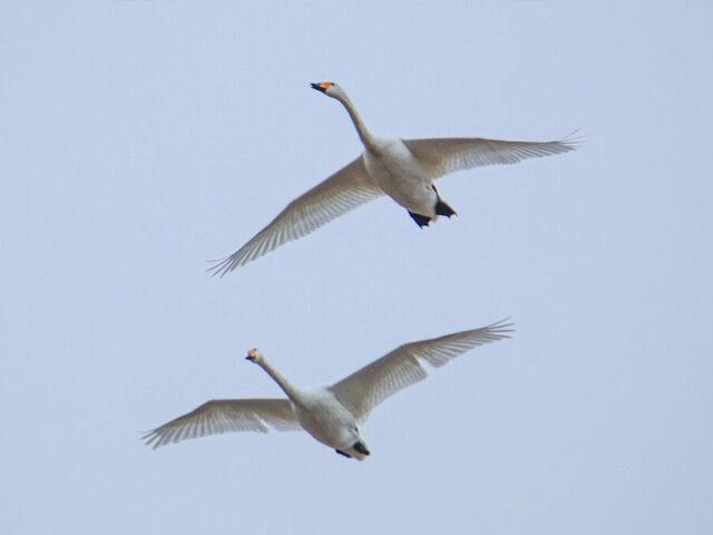 【壬生町】今シーズンも白鳥たちが帰ってきた！（黒川 白鳥飛来地）