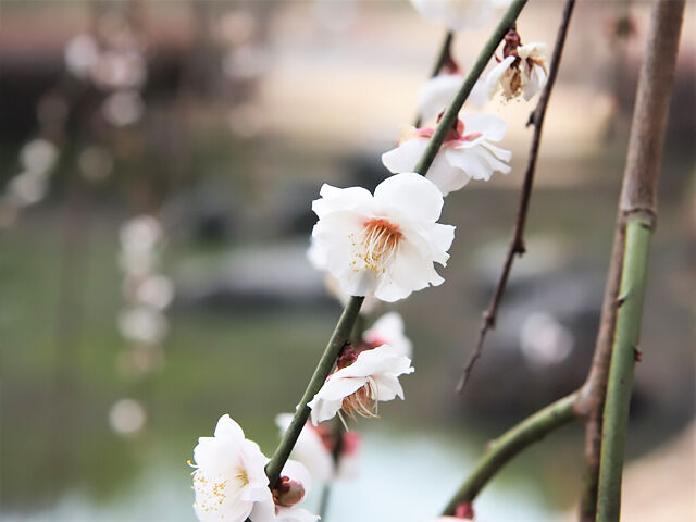 【栃木市】万葉庭園の白梅・紅梅ともに見頃を迎えてます！（みかも山公園）