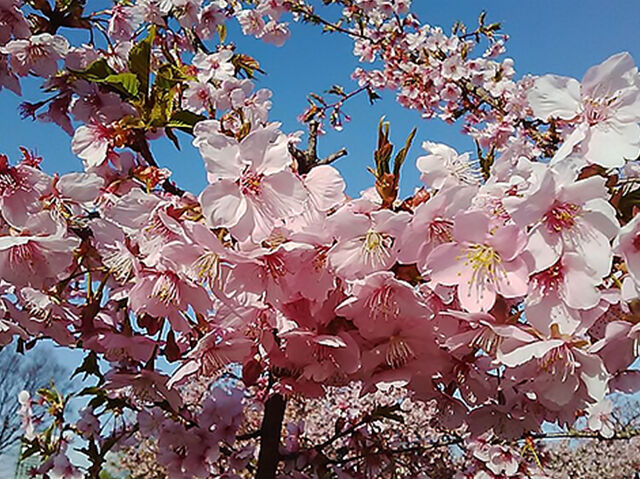 【宇都宮市】河津桜まだまだ素敵、白木蓮は満開！（宇都宮城址公園 ）