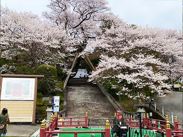 【宇都宮市】春を彩る、赤門に咲く桜の美しさを満喫しよう。（慈光寺）