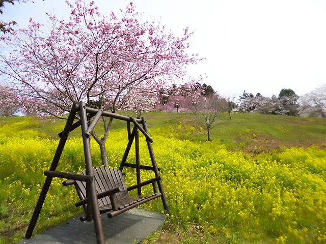 【益子町】春色満開！小宅古墳群で菜の花と桜を楽しもう！（亀岡八幡宮）