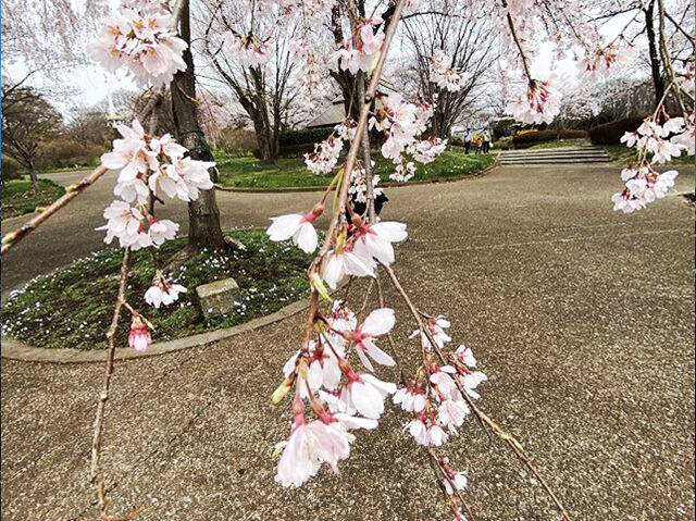 【矢板市】4/1(土)開催！春を彩る、やいた桜フェスティバル♪（長峰公園）