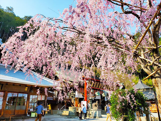 【栃木市】満開の桜のトンネルと桜まつり限定の御朱印＆お守り（太平山神社）
