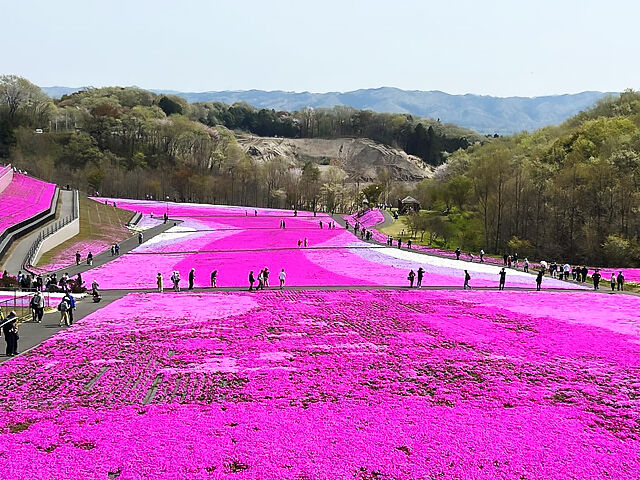【市貝町】春の訪れ、花の饗宴。混雑覚悟で出かけよう！（市貝町芝ざくら公園）