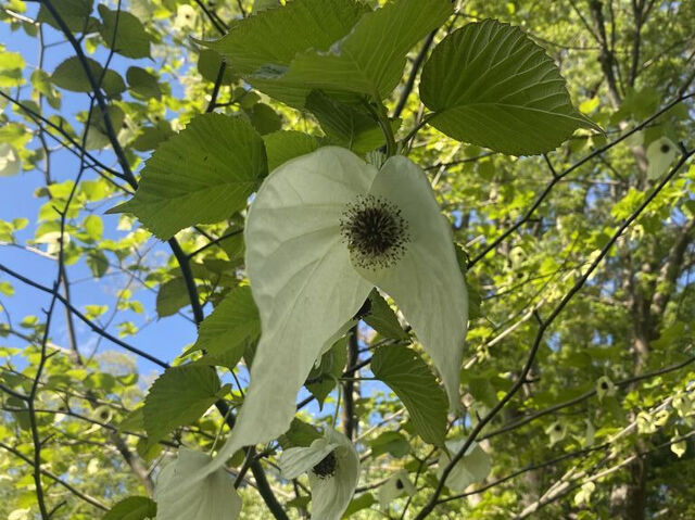 【宇都宮市】珍しいハンカチノキの花が見られる！（栃木県中央公園）