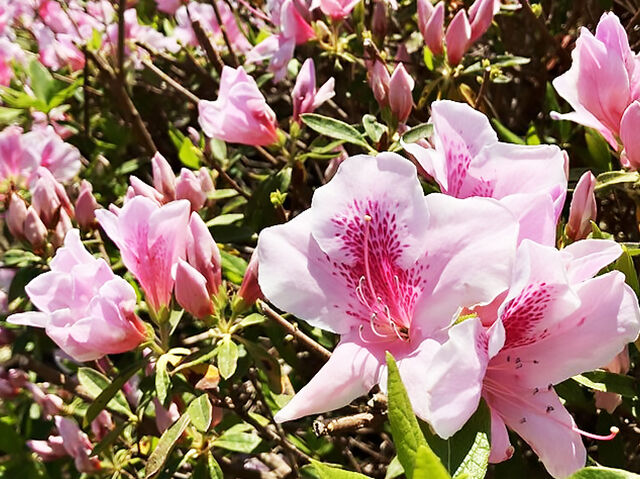 【矢板市】春爛漫！5000株のつつじの景色が広がる（長峰公園）
