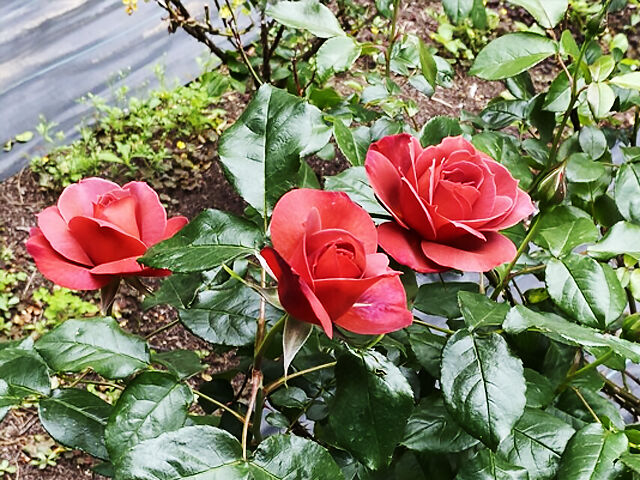 【真岡市】薔薇の香りに包まれ、美味しいバーベキューを楽しもう（井頭公園）