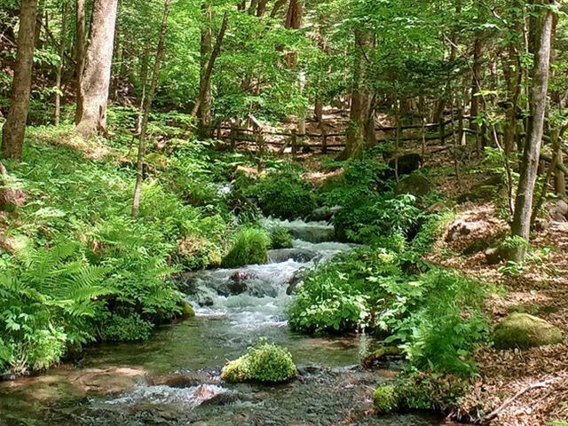 【塩谷町】美しい景色と湧き水に癒やされる、大自然の恵みを満喫（尚仁沢湧水）