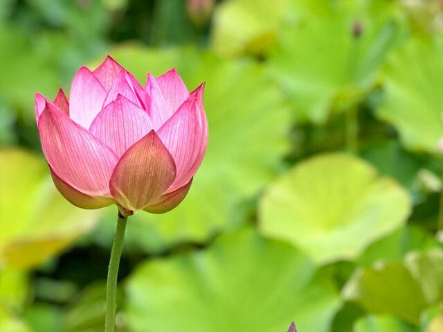 【栃木市】幻想的な美しさ、蓮の花が織りなす水辺の饗宴（つがの里 ふるさとセンター）